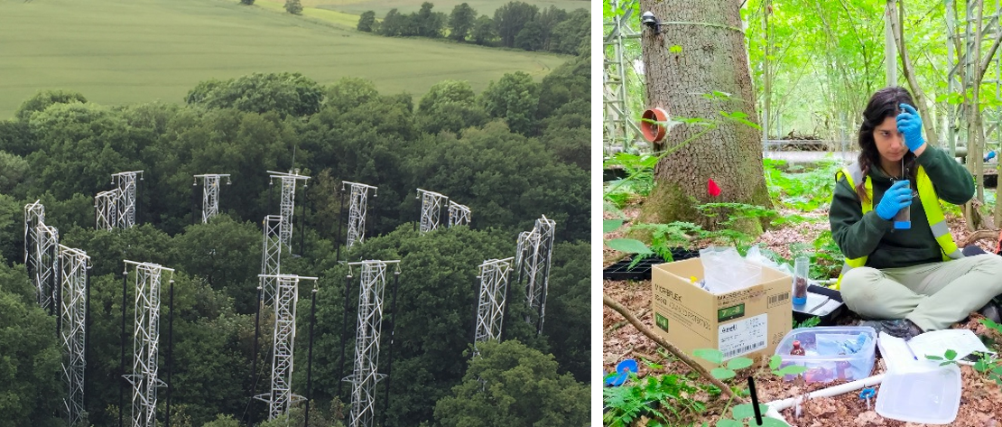 Exploring the dialogue between trees and soil microbes – Science in School