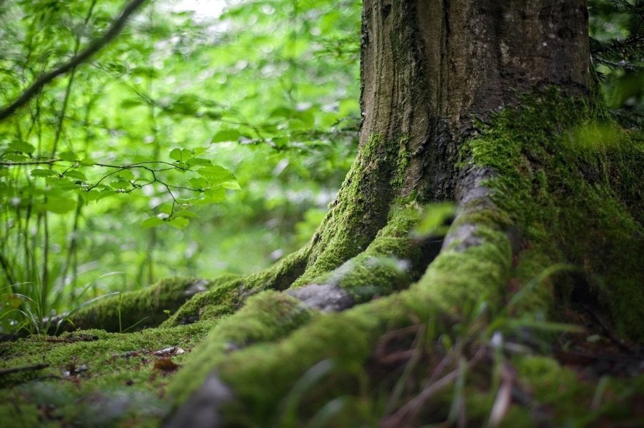 Close-up of a tree trunk covered in moss, showcasing intricate textures and natural patterns.