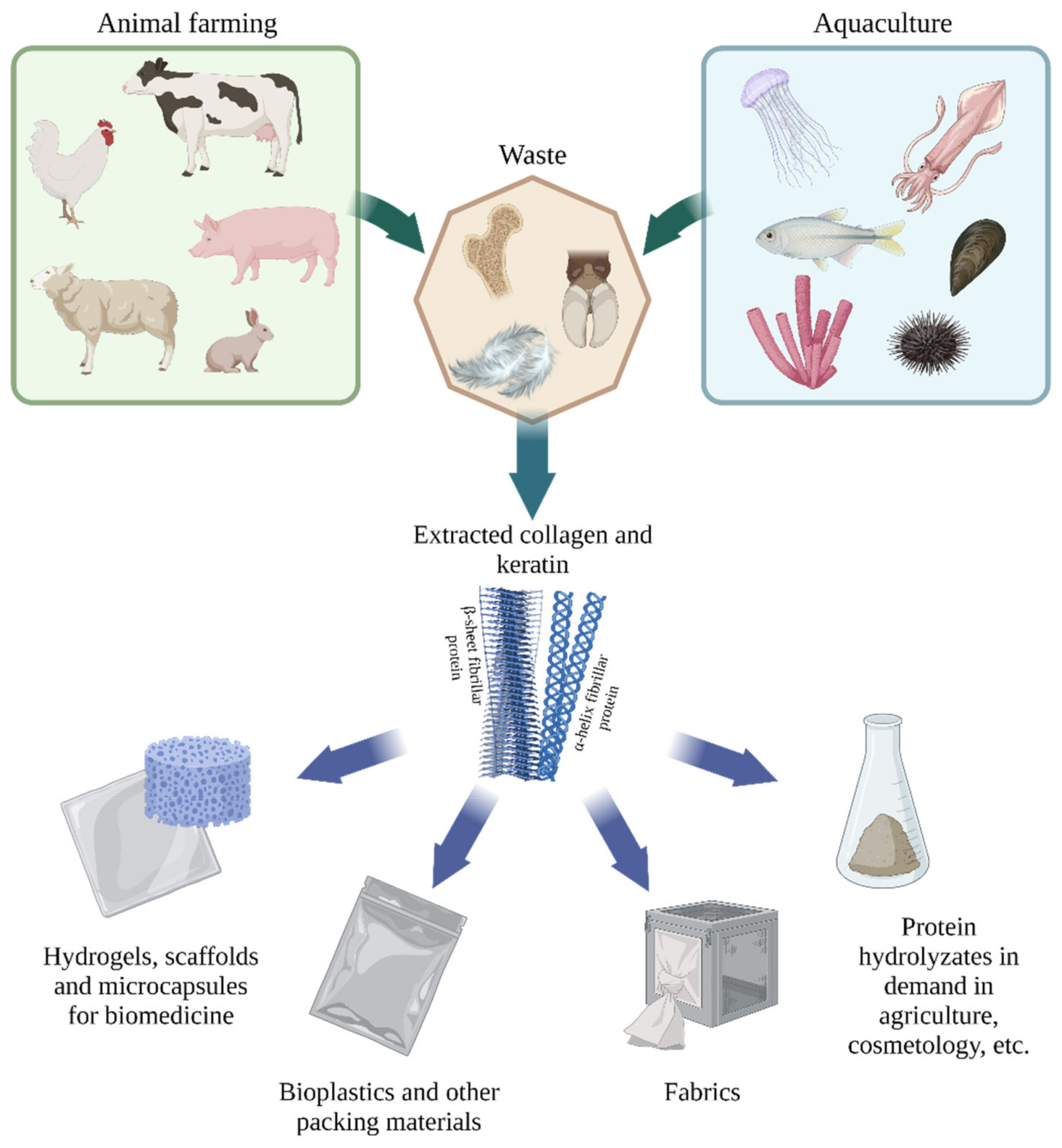 Animal faming and aquaculture provide abundant sources of collagen and keratin that could be used for applications like hydrogels and microcapsules for medicines, bioplastics, fabrics, and protein hydrolysates for agriculture and cosmetics. 